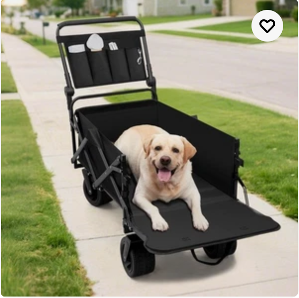 Pet gear—collars, carriers, bowls, beds, and toys